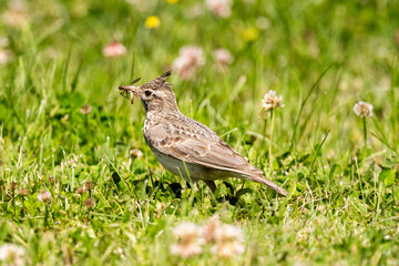 Crested Lark Looking For Insects In The Grass