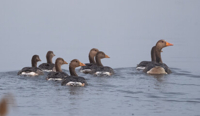 Family Of Gray Geese In Action On The Lake
