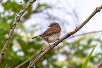 Baby Red-Backed Shrike Sitting On A Tree Branch Growing Up