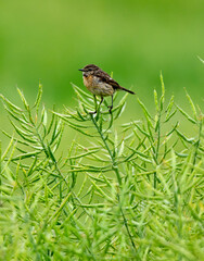 Female European Stonechat Singing While Sitting On A Branch In The Field