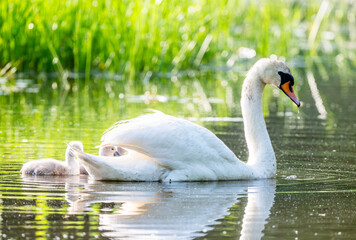 Mute Swan With Chicks In Current Scene In The Lake