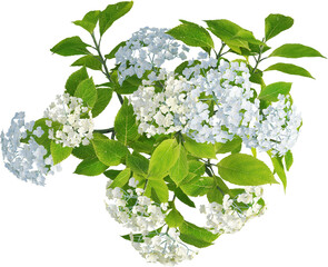 Top view of hydrangea plant with flowers