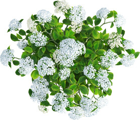 Top view of hydrangea plant with flowers