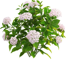 Side view of hydrangea plant with flowers