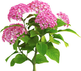 Side view of hydrangea plant with flowers