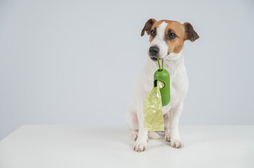 Jack Russell Terrier dog holding container with dog waste bag. 