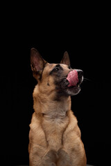 Studio side portrait of a Malinois with tongue partially out in licking gesture, sitting in...