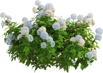 Side view of hydrangea plant with flowers
