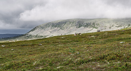 Mountain reindeer grazing across the expansive tundra landscape of Idre Dalarna, Sweden, surrounded...