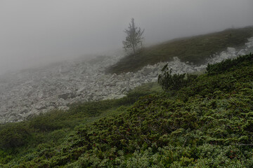 Mountain slope shrouded in mist and fog, obscuring the vibrant nature. A lonely tree and rocky...