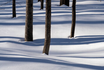 Blue Tree Shadows on Snow
