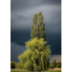 landscape with trees