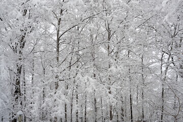 Snow on Forest Trees