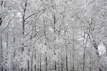 Snow on forest trees