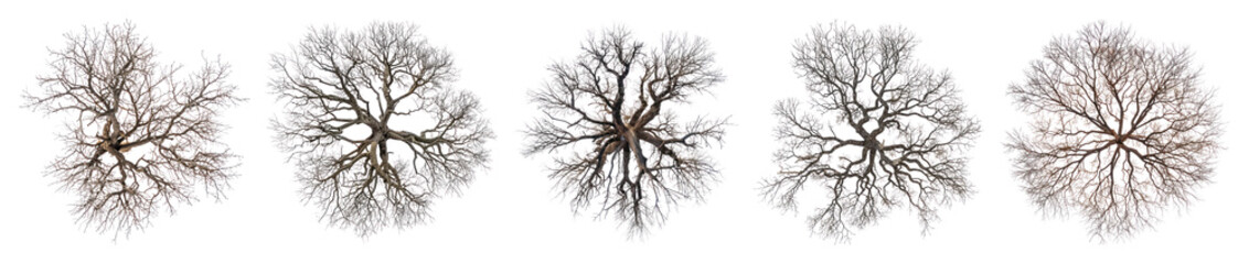 Fototapeta premium PNG Delicate sea fan coral illustration, element set on transparent background