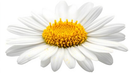 Fototapeta premium Closeup White Daisy Flower Blossom Nature
