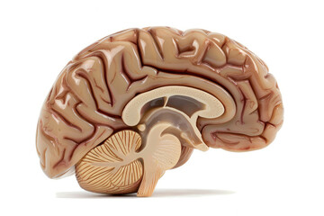 Detailed anatomical model of human brain showcasing intricate folds and structures, including hippocampus and cerebellum, emphasizing complexity of human mind