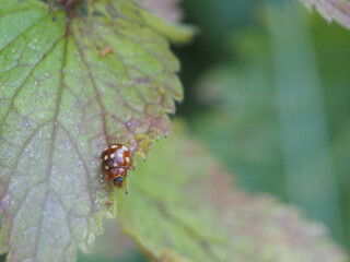 An orange ladybird (halyzia sedecimguttata) sitting on the edge of the leaf of a white dead-nettle (lamium album). K&ouml;nigswinter