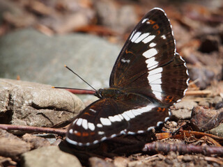 Close-up of a Eurasian white admiral (limenitis Camilla) sitting on the forest floor of the Siebengebirge