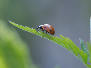 Isolated close-up of a common ladybug (coccinella septempunctata) on the leaf of a tansy (tanacetum...