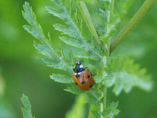 Isolated close-up of a common ladybug (coccinella septempunctata) on the leaf of a tansy (tanacetum vulgare). K&ouml;nigswinter