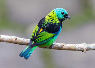 a tanager perched on a branch