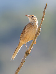 bird perched