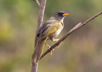 finch perched