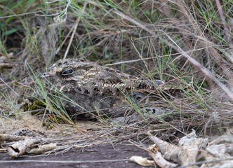nightjar camouflaged in vegetation