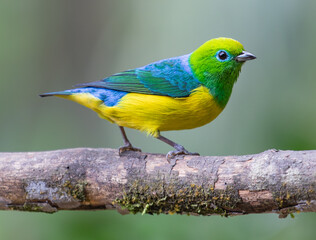 colorful  chlorophonia on a branch