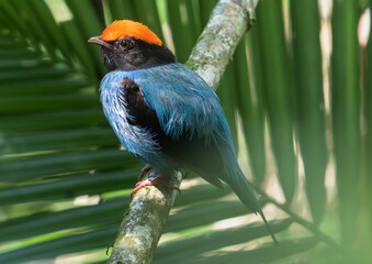 blue manakin on a branch