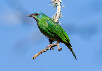 green bird perched