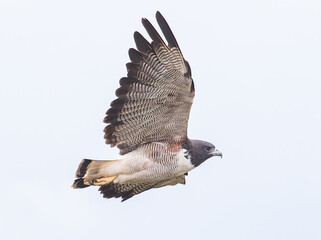 hawk in a flight