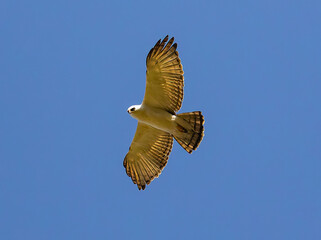 eagle in flight
