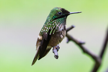 hummingbird on a branch