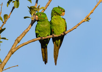 pair of parakeets