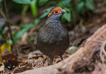 brazilian quail