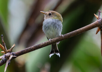 small bird