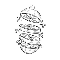 Sliced lemon with juice splashes. Lemon cut into floating segments. Perfect for juice packaging design, organic product labels, menus, coloring books, and kitchen wall art. Lemon line art