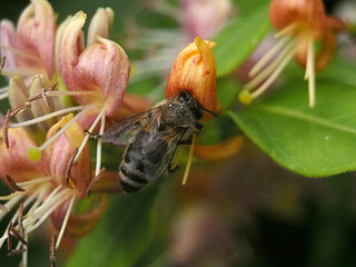 Isolated macro close-up top view of a European honey bee (apis mellifera) collecting pollen from a...
