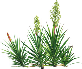 Side view of flowering yucca plants - Yucca Flaccida