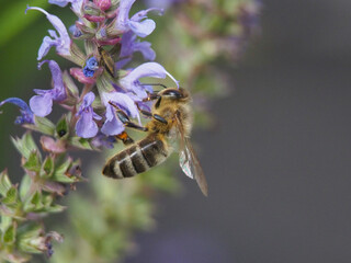 Isolated macro close-up side view of a European honey bee (apis mellifera) collecting pollen from a salvia nemerosa