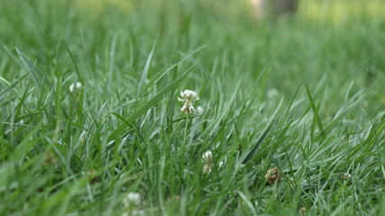 green grass with clover flower
