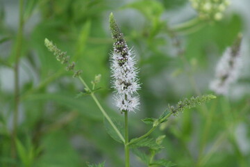 wild flowers in the grass