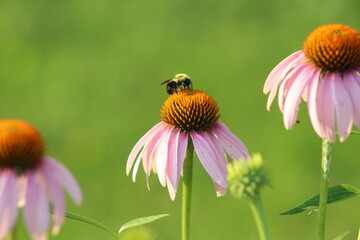 bee on a flower