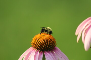bee on a flower close up