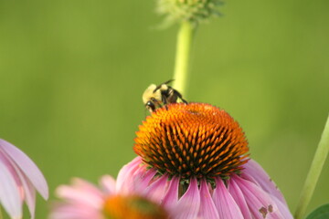 bee on a flower