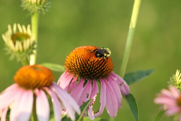 bee on a flower