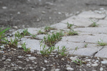 green grass in the stone
