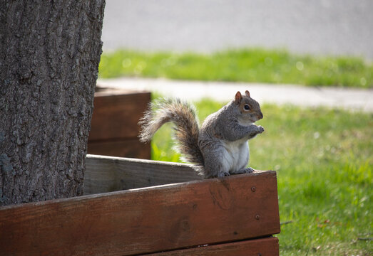 squirrel eating nut standing - Powered by Adobe